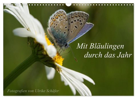 Mit Bläulingen durch das Jahr (Wandkalender 2027 DIN A3 quer), CALVENDO Monatskalender
