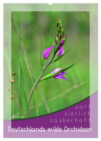 Deutschlands wilde Orchideen (Wandkalender 2027 DIN A2 hoch), CALVENDO Monatskalender