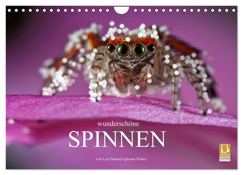 Wunderschöne Spinnen (Wandkalender 2026 DIN A4 quer), CALVENDO Monatskalender