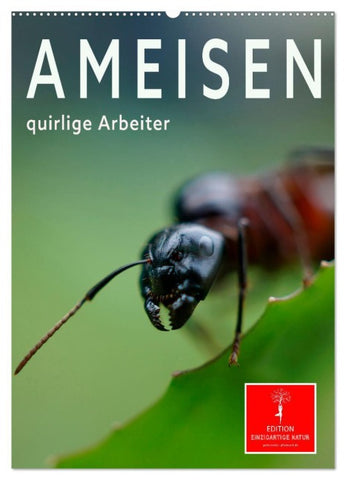 Ameisen quirlige Arbeiter (Wandkalender 2026 DIN A2 hoch), CALVENDO Monatskalender