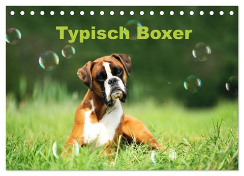 Typisch Boxer (Tischkalender 2027 DIN A5 quer), CALVENDO Monatskalender