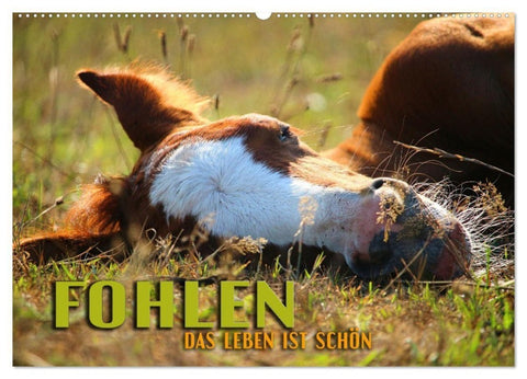 Fohlen - das Leben ist schön (Wandkalender 2027 DIN A2 quer), CALVENDO Monatskalender