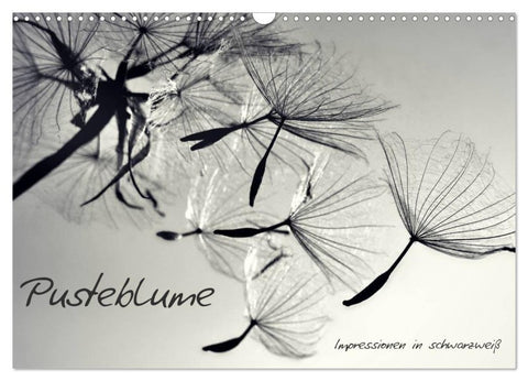 Pusteblume - Impressionen in schwarzweiß (Wandkalender 2027 DIN A3 quer), CALVENDO Monatskalender