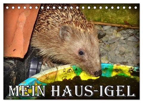 Mein Haus-Igel (Tischkalender 2027 DIN A5 quer), CALVENDO Monatskalender