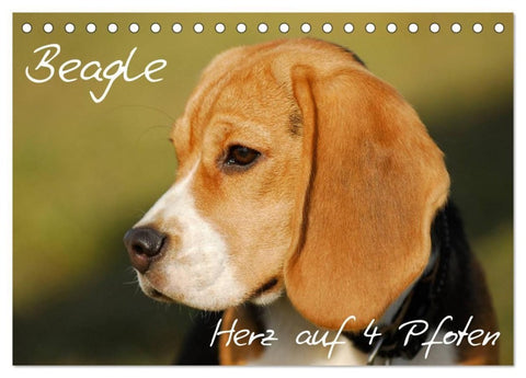 Beagle - Herz auf 4 Pfoten (Tischkalender 2027 DIN A5 quer), CALVENDO Monatskalender