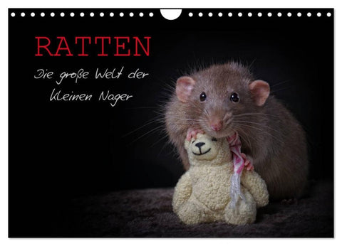 Ratten. Die große Welt der kleinen Nager (Wandkalender 2027 DIN A4 quer), CALVENDO Monatskalender