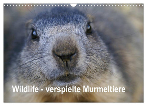 Wildlife - Verspielte Murmeltiere (Wandkalender 2026 DIN A3 quer), CALVENDO Monatskalender