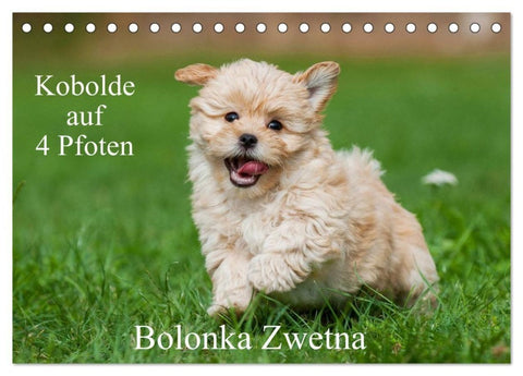 Kobolde auf 4 Pfoten - Bolonka Zwetna (Tischkalender 2027 DIN A5 quer), CALVENDO Monatskalender