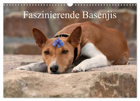 Faszinierende Basenjis (Wandkalender 2027 DIN A3 quer), CALVENDO Monatskalender
