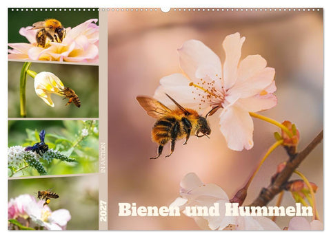 Bienen und Hummeln in Aktion (Wandkalender 2027 DIN A2 quer), CALVENDO Monatskalender
