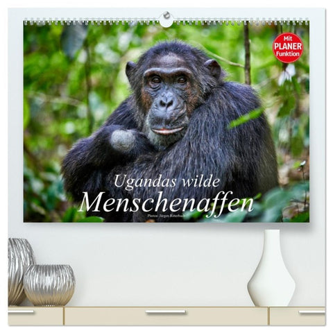 Ugandas wilde Menschenaffen (hochwertiger Premium Wandkalender 2026 DIN A2 quer), Kunstdruck in Hochglanz
