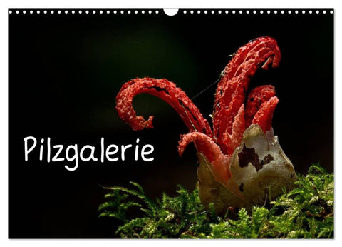 Pilzgalerie (Wandkalender 2026 DIN A3 quer), CALVENDO Monatskalender