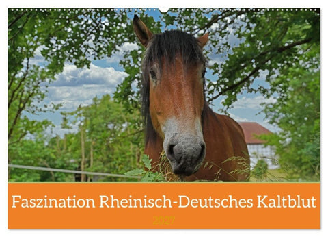 Faszination Rheinisch-Deutsches Kaltblut (Wandkalender 2027 DIN A2 quer), CALVENDO Monatskalender