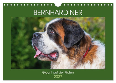 Bernhardiner - Gigant auf vier Pfoten (Wandkalender 2027 DIN A4 quer), CALVENDO Monatskalender