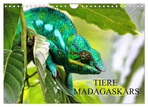 Tiere Madagaskars (Wandkalender 2027 DIN A4 quer), CALVENDO Monatskalender