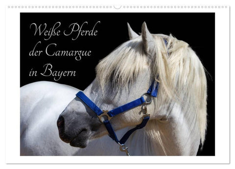 Weiße Pferde der Camargue in Bayern (Wandkalender 2027 DIN A2 quer), CALVENDO Monatskalender