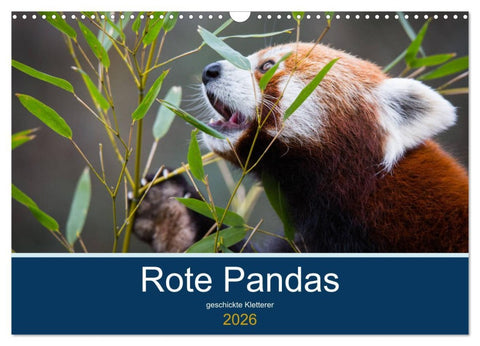 Rote Pandas - geschickte Kletterer (Wandkalender 2026 DIN A3 quer), CALVENDO Monatskalender