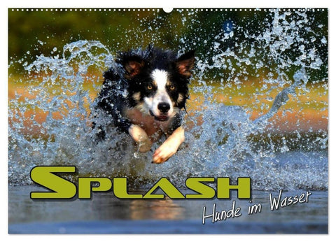 SPLASH - Hunde im Wasser (Wandkalender 2027 DIN A2 quer), CALVENDO Monatskalender