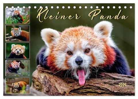 Kleiner Panda (Tischkalender 2027 DIN A5 quer), CALVENDO Monatskalender