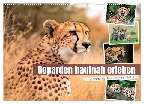 Geparden hautnah erleben (Wandkalender 2027 DIN A2 quer), CALVENDO Monatskalender