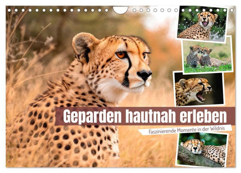 Geparden hautnah erleben (Wandkalender 2027 DIN A4 quer), CALVENDO Monatskalender