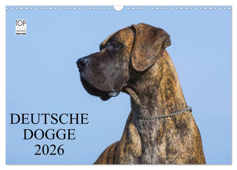 Deutsche Dogge 2026 (Wandkalender 2026 DIN A3 quer), CALVENDO Monatskalender