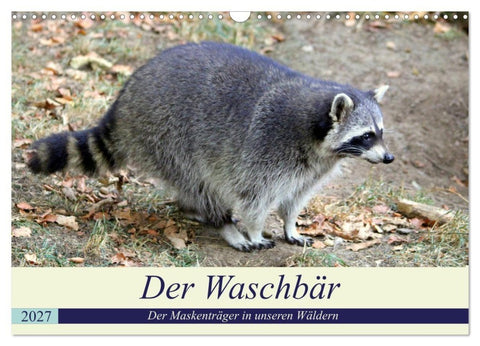 Der Waschbär - Der Maskenträger in unseren Wäldern (Wandkalender 2027 DIN A3 quer), CALVENDO Monatskalender