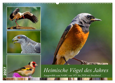 Heimische Vögel des Jahres (Wandkalender 2027 DIN A2 quer), CALVENDO Monatskalender