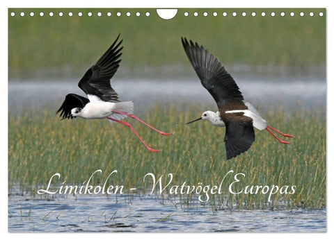 Limikolen - Watvögel Europas (Wandkalender 2026 DIN A4 quer), CALVENDO Monatskalender