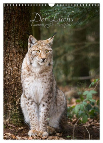 Der Luchs - Europas größte Samtpfote (Wandkalender 2026 DIN A3 hoch), CALVENDO Monatskalender