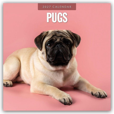 Pugs – Mops 2027 – 16-Monatskalender