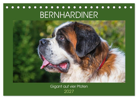 Bernhardiner - Gigant auf vier Pfoten (Tischkalender 2027 DIN A5 quer), CALVENDO Monatskalender