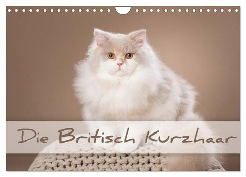 Die Britisch Kurzhaar (Wandkalender 2027 DIN A4 quer), CALVENDO Monatskalender