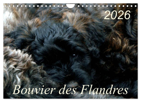 Bouvier des Flandres (Wandkalender 2026 DIN A4 quer), CALVENDO Monatskalender