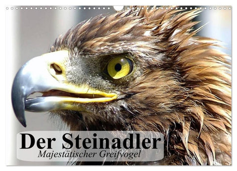 Der Steinadler. Majestätischer Greifvogel (Wandkalender 2027 DIN A3 quer), CALVENDO Monatskalender
