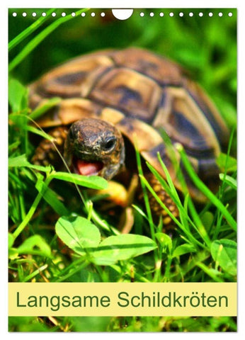 Langsame Schildkröten (Wandkalender 2027 DIN A4 hoch), CALVENDO Monatskalender