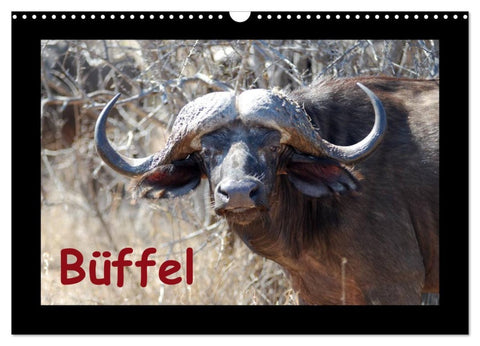 Büffel (Wandkalender 2026 DIN A3 quer), CALVENDO Monatskalender