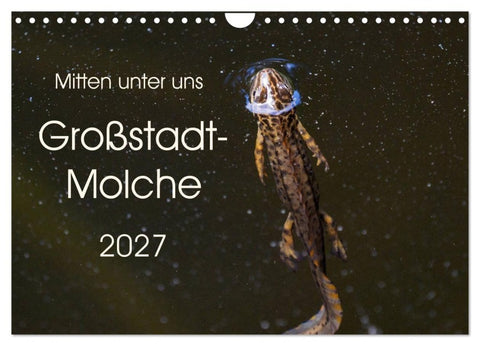 Mitten unter uns - Großstadt-Molche (Wandkalender 2027 DIN A4 quer), CALVENDO Monatskalender