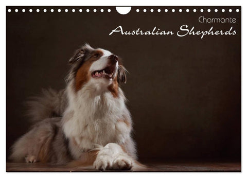 Charmante Australian Shepherds (Wandkalender 2027 DIN A4 quer), CALVENDO Monatskalender