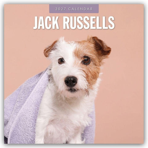 Jack Russells – Jack Russell Terrier 2027 – 16-Monatskalender