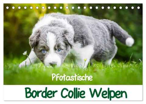 Pfotastische Border Collie Welpen (Tischkalender 2027 DIN A5 quer), CALVENDO Monatskalender