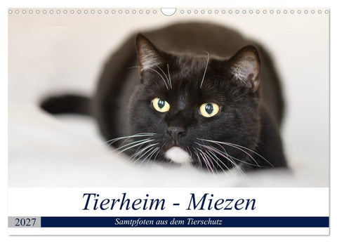 Tierheim - Miezen (Wandkalender 2027 DIN A3 quer), CALVENDO Monatskalender