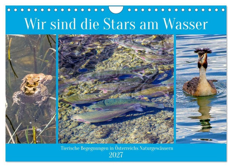 Wir sind die Stars am Wasser (Wandkalender 2027 DIN A4 quer), CALVENDO Monatskalender