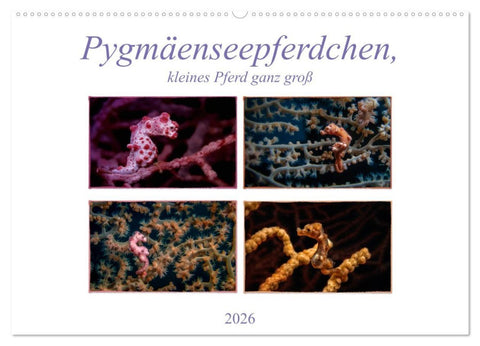Pygmäenseepferdchen, kleines Pferd ganz groß (Wandkalender 2026 DIN A2 quer), CALVENDO Monatskalender