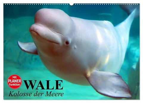 Wale. Kolosse der Meere (Wandkalender 2026 DIN A2 quer), CALVENDO Monatskalender