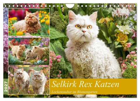 Selkirk Rex Katzen. Lockenzauber im Blumengarten (Wandkalender 2027 DIN A4 quer), CALVENDO Monatskalender
