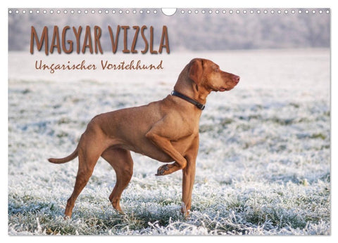 Magyar Vizsla - Ungarischer Vorstehhund (Wandkalender 2027 DIN A3 quer), CALVENDO Monatskalender
