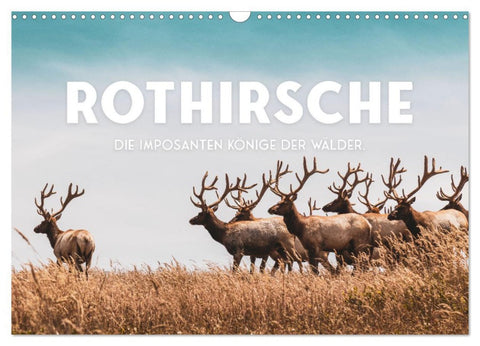 Rothirsche - Die imposanten Könige der Wälder. (Wandkalender 2026 DIN A3 quer), CALVENDO Monatskalender