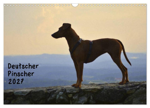 Deutscher Pinscher (Wandkalender 2027 DIN A3 quer), CALVENDO Monatskalender
