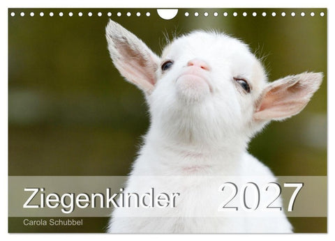 Ziegenkinder (Wandkalender 2027 DIN A4 quer), CALVENDO Monatskalender